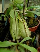 Nepenthes rafflesiana var. nivea 2